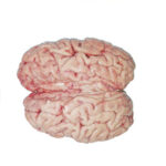 Brain